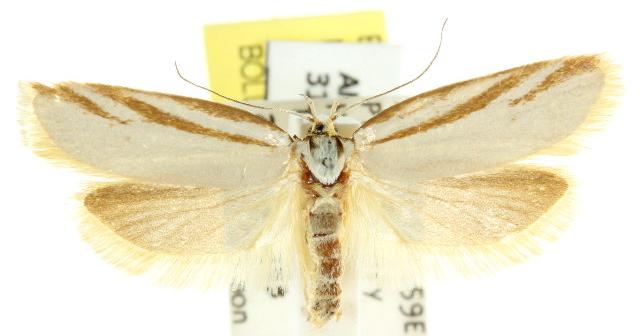Philobota calamaea