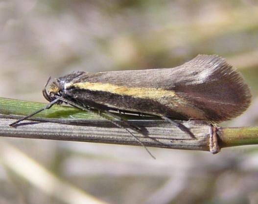 Philobota chrysopotama