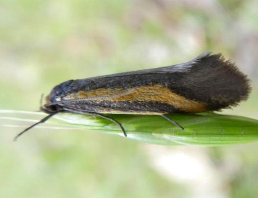Philobota chrysopotama