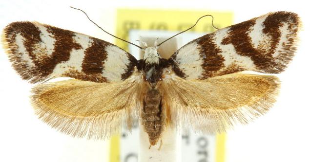 Isomoralla eriscota