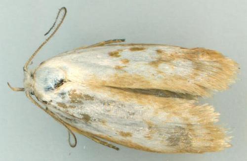 Philobota futilis