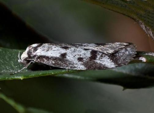 Palimmeces hemiphanes