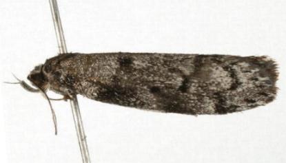 Palimmeces hemiphanes