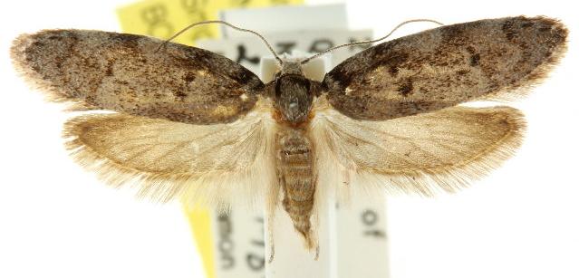 Palimmeces hemiphanes