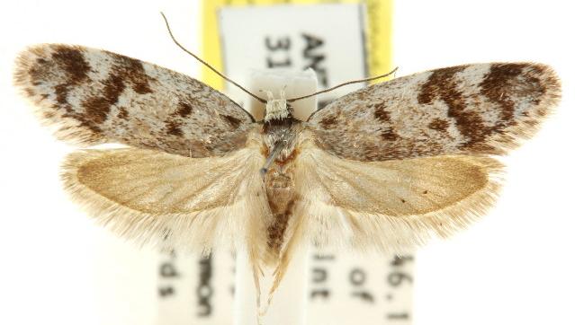 Palimmeces hemiphanes