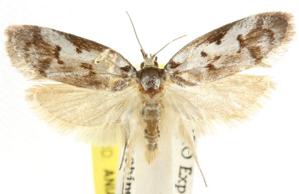 Philobota iphigenes