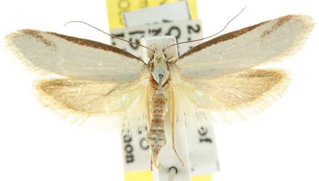 Philobota latifissella