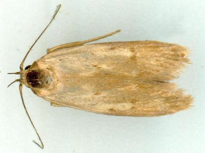 Philobota laxeuta