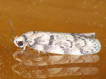 Palimmeces leucomitra