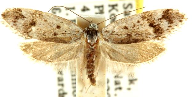 Palimmeces leucomitra