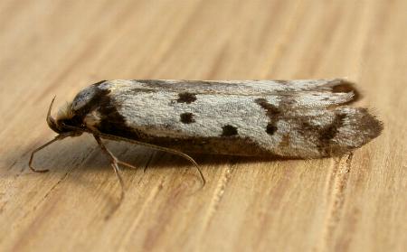 Philobota lysizona