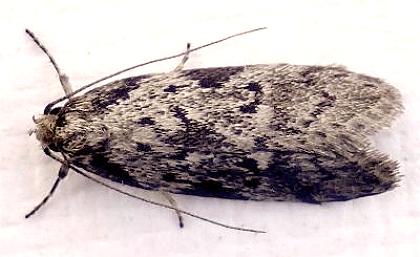 Philobota mathematica