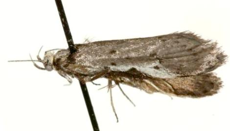 Philobota moestella