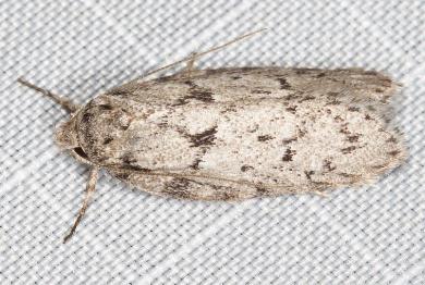Philobota mucida