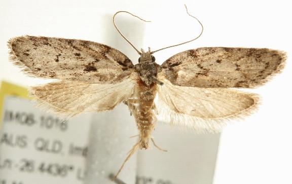 Philobota mucida