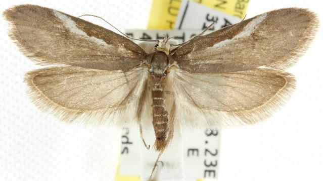 Philobota olympias