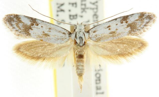 Philobota paragypsa