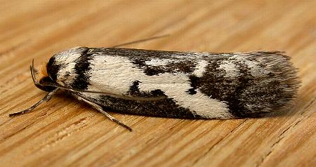 Philobota partitella