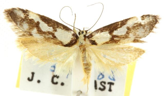 Philobota partitella