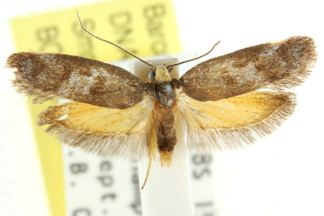 Isomoralla philotherma