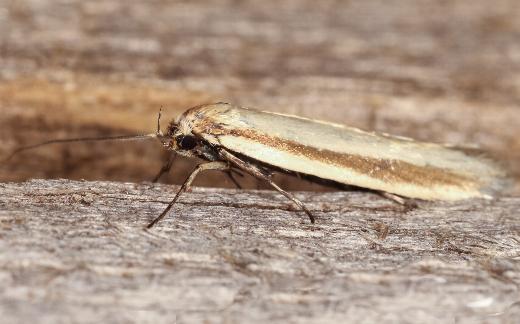 Palimmeces pseudomorpha
