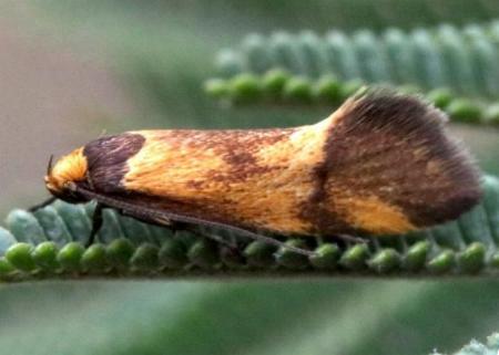 Isomoralla pyrrhoptera