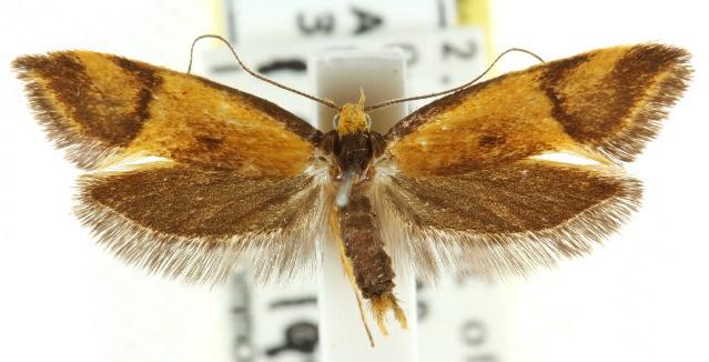 Isomoralla pyrrhoptera