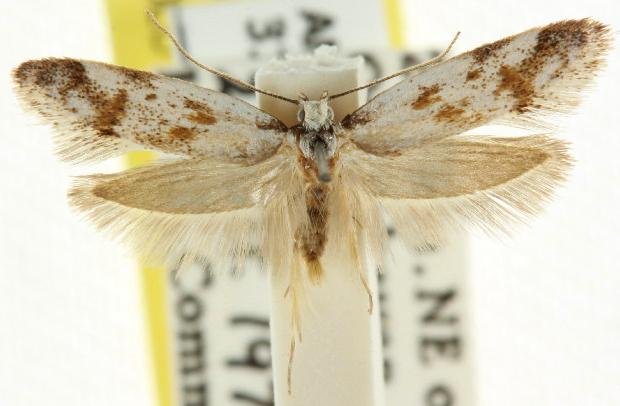 Prodelodes samphoras