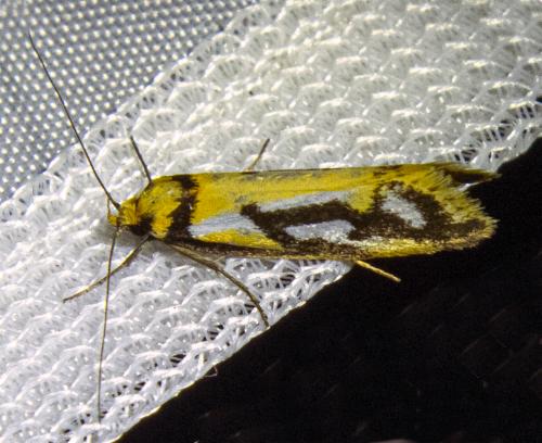 Philobota sophia