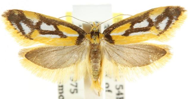 Philobota sophia