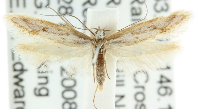 Philobota xerodes
