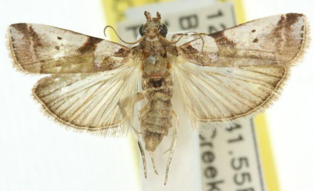 Aurana actiosella
