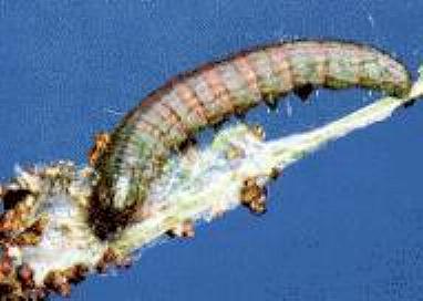 Ctenomeristis almella