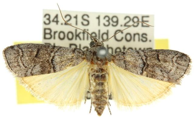 Ctenomeristis almella