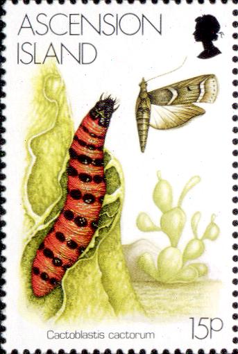 Cactoblastis cactorum