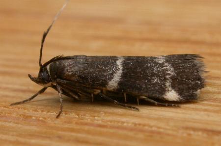 Lasiosticha canilinea