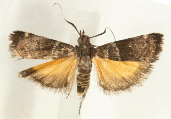 Lasiosticha canilinea