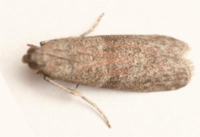 Cadra cautella