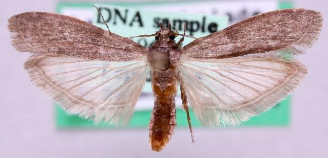 Cadra cautella