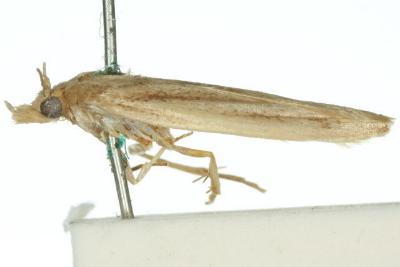Anchylobela dyseimata