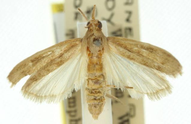 Anchylobela dyseimata