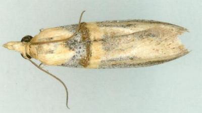 Asclerobia flavitinctella