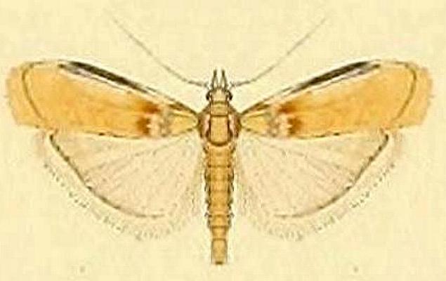 Asclerobia flavitinctella