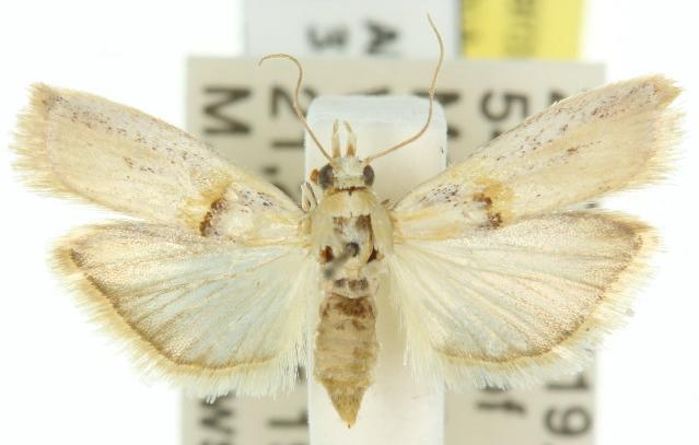 Asclerobia flavitinctella