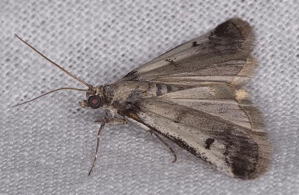 Creobota grossipunctella