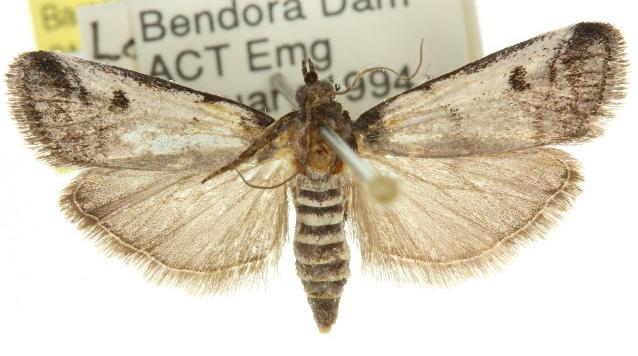 Creobota grossipunctella