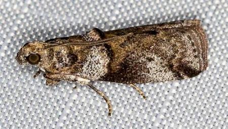 Conobathra hemichlaena