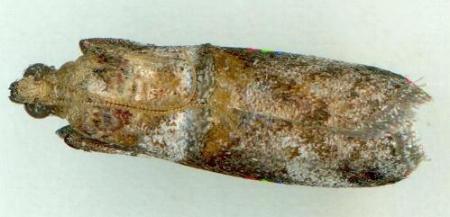 Conobathra hemichlaena