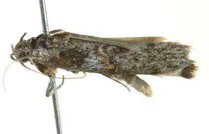Copamyntis infusella