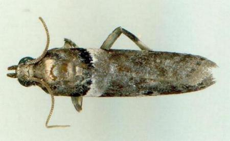 Assara leucarma